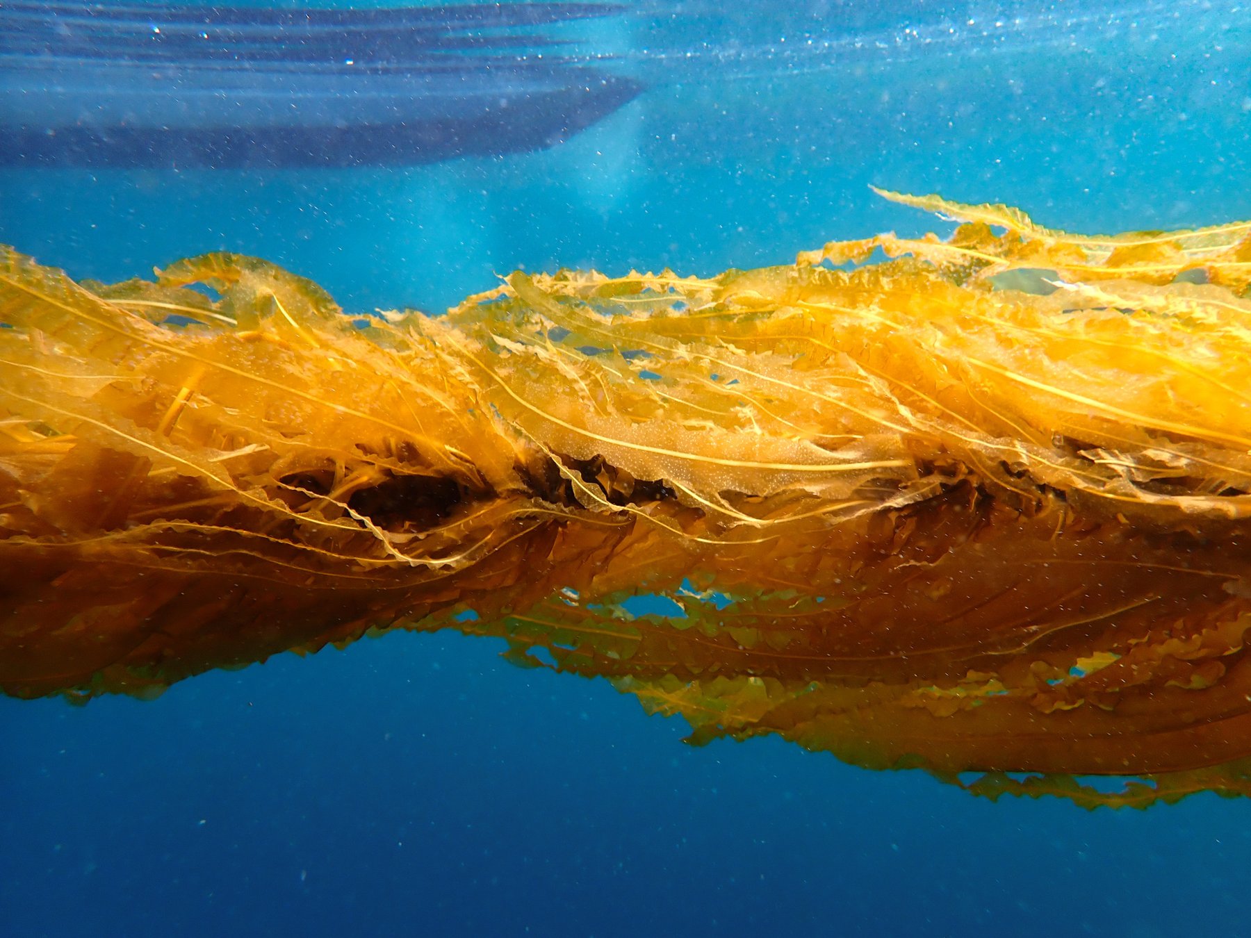 Cultivated Alaria esculenta winged kelp