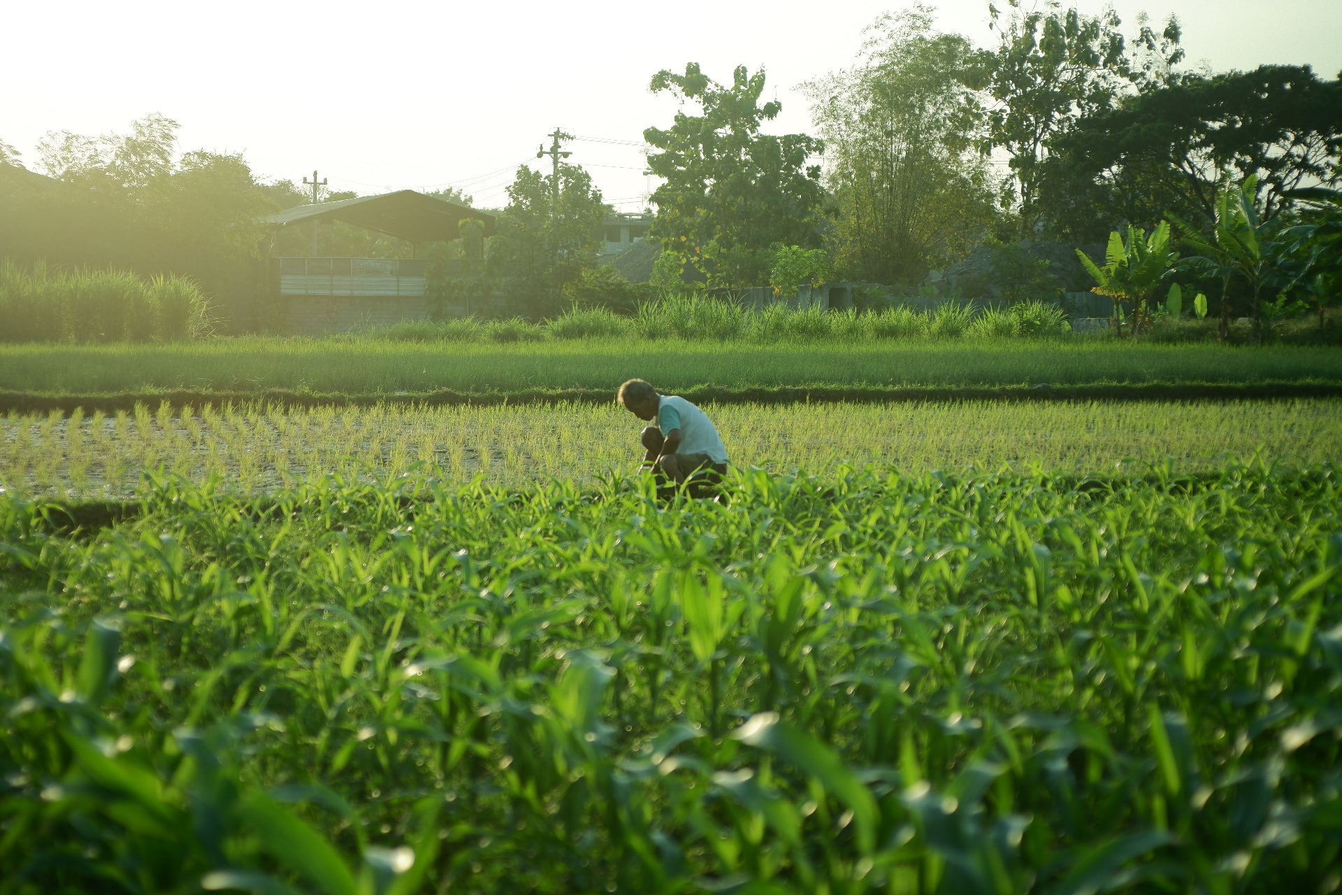 Farmer tending young crops in a field at sunrise