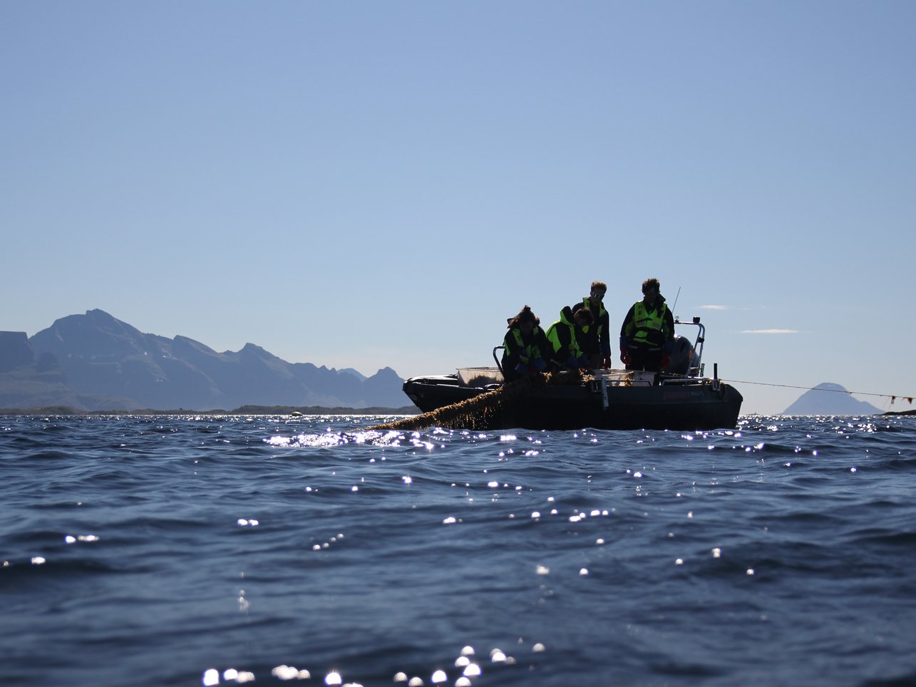 Kelpinor's kelp farm in the Arctic fjord