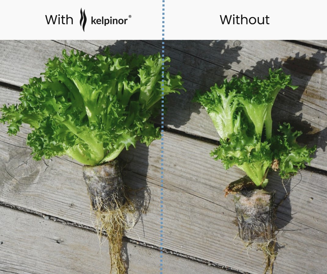 Lettuce grown with and without Kelpinor — visibly denser roots with treatment