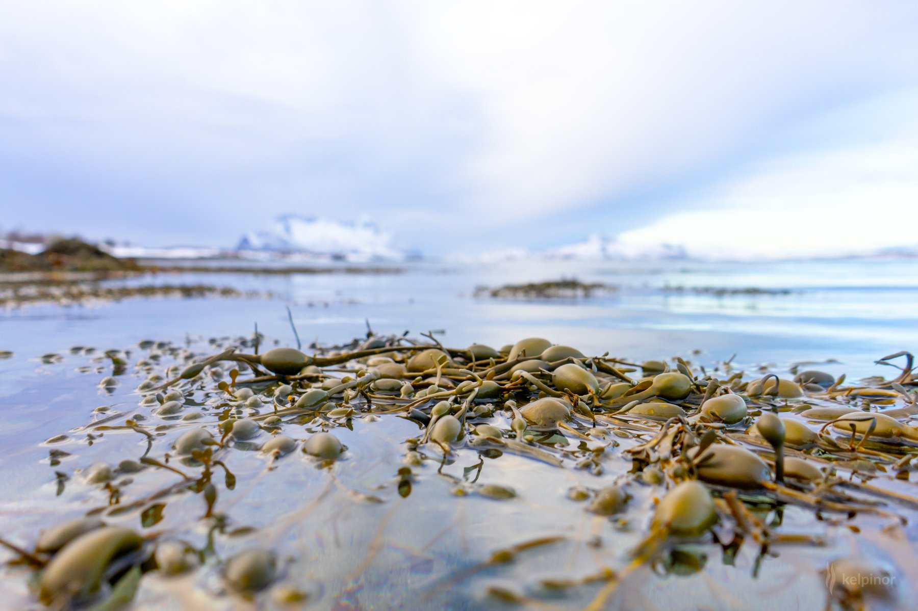 Rockweed on the Arctic shoreline at Sandhornøya, Northern Norway