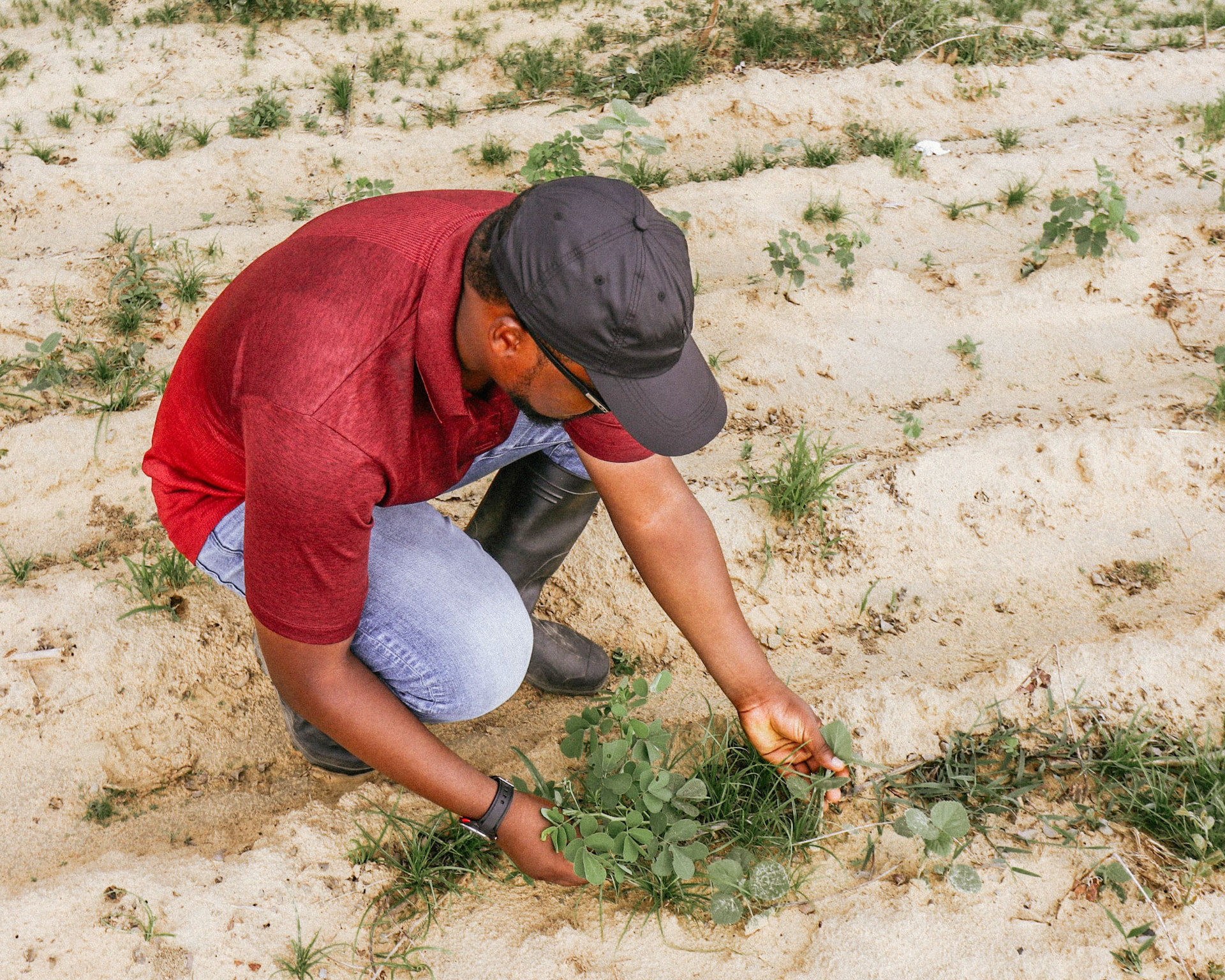 Farmer inspecting young plants in the field