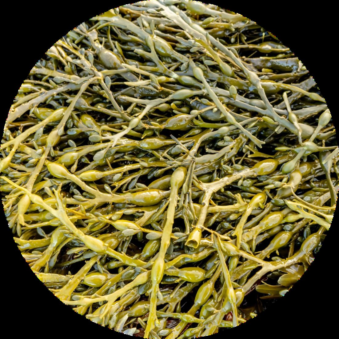 Ascophyllum nodosum rockweed