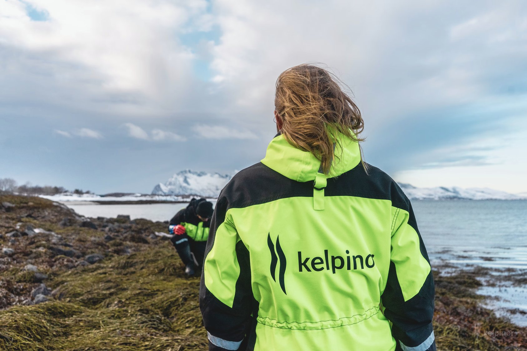 Kelpinor team member harvesting rockweed on the Arctic coast