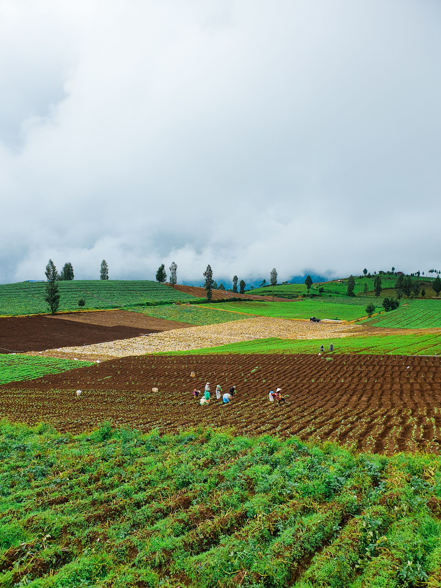 Patchwork of cultivated farm fields under a mountain sky